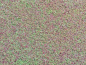Preview: Feenmoos - Azolla mexicana